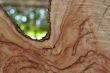 Wood Texture: Camphor Laurel