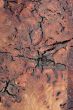 Wood Texture: Fig  Blackwood Burl