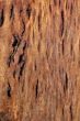 Wood Texture: Figured Tasmanian Blackwood