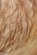 Wood Texture: Camphor Laurel