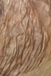 Wood Texture: Camphor Laurel