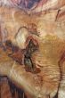 Wood Texture: Camphor Laurel?