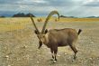 Goat-leader and its herd of goats