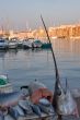Sword - fish