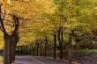 Last leaves