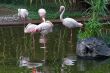 Birds have a rest.