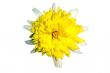 Isolated Yellow Daisy (with clipping path)
