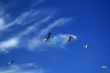 Free as a Bird