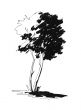 Sketch of lonely tree