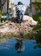 Pigeon reflection