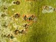 Tree bark texture