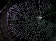 Cobweb