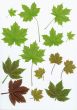 Design elements Green leaves on white
