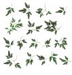 design elements - small leaves