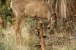 Young deer
