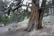 Gnarled cedar trunk