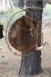 Beaver hide and personal items