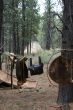 Beaver hide and saddle,
