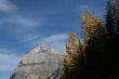 Mt Stephen, Yellow aspens & mountains,