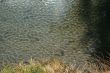 Ripples & sunlight in stream