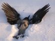 Dead crow