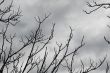 branches on grey