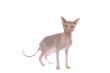 Smart (bald-headed cat)