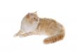 regdoll cat