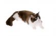 regdoll cat