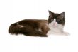regdoll cat