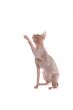bald-headed cat