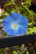 Blue morning glory
