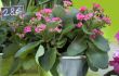 Kalanchoe
