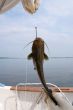 catfish on a hook