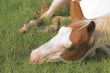 A Horse