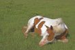 A Horse