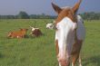 Horse and Cows