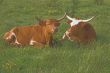 Longhorn Cattle