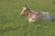Longhorn Steer
