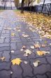 Autumn road
