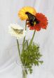 Butterflies and flowers