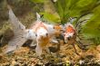 Sight of Goldfish