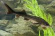 Sturgeon