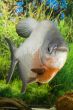 Large Paku fish