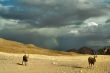 The herd of goats is not afraid of a thundercloud