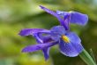 Beautiful flower.