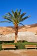 Lonely palm tree.
