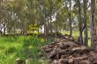 Meadow and grove on Golan heights.