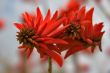 Red flower