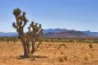 Cactus in desert